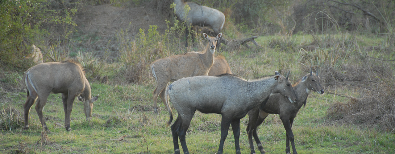 Bharatpur Bird Sanctuary Safari - Ibex Expeditions
