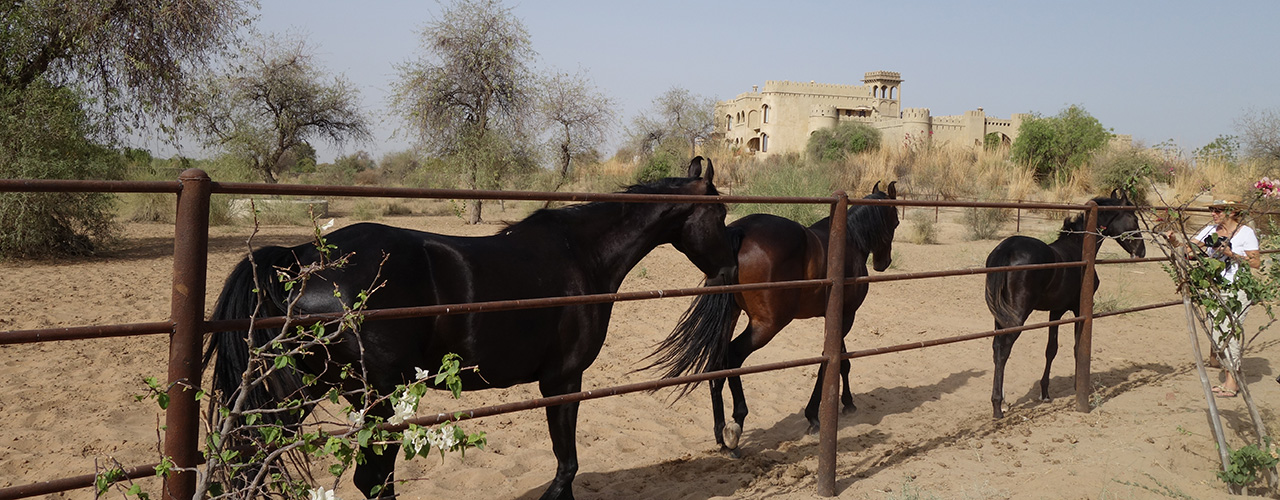 Marwari Horses Ready For Riders | Ibex Expeditions