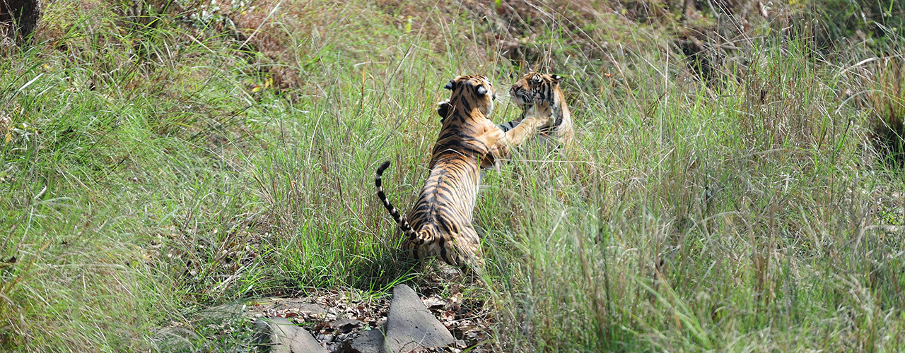 Tigers Meet In Kanha National Park India - Ibex Expeditions