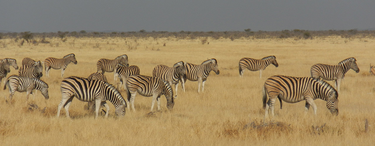 Namibia Safari Holiday - Ibex Expeditions