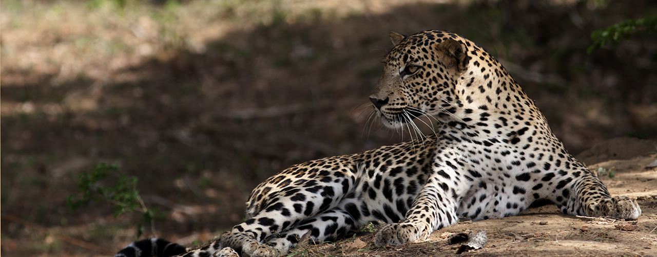 Wildlife Safari Tours Srilanka - Ibex Expeditions