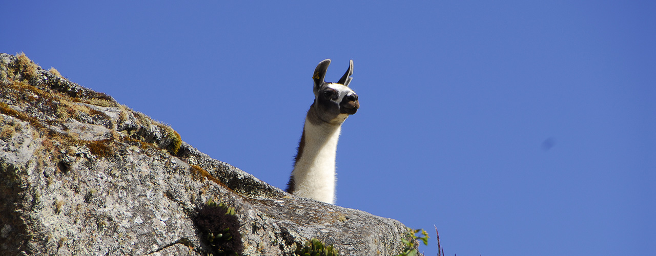 Peru Wildlife Tours- Ibex Expeditions