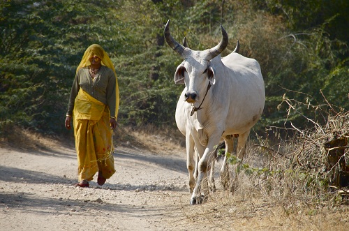 Rajasthan Tours - Ibex Expeditions