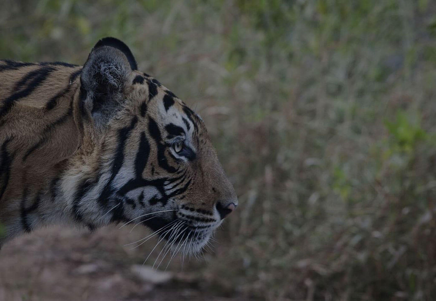 Royal Bengal Tiger | Ibex Expeditions - Adventure Tours
